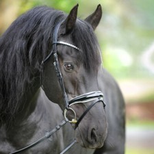 % Kavalkade Trense Juliana