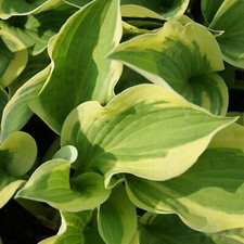 Funkie - Hosta Hybride 'Wide Brim' Blattschmuckstaude 1 Liter Topf winterhart
