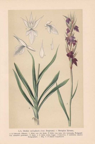 Orchis coriophora - ,