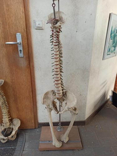 Anatomisches