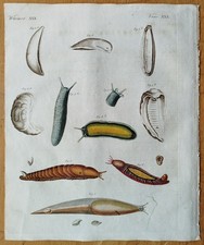 Schnecken Mollusken - Bertuch