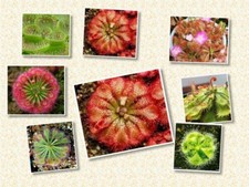 Fleischfressende Pflanzen