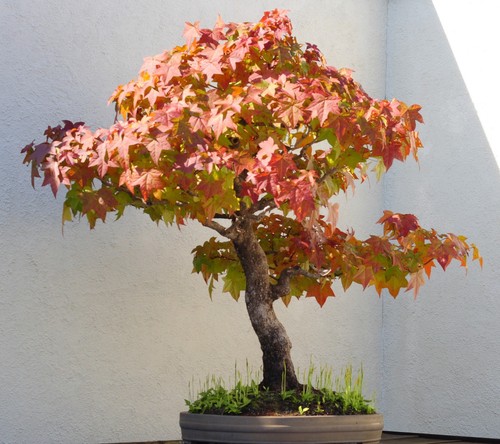 Samen amber baum - samen, wintergarten