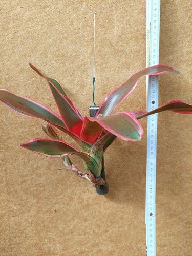 Neoregelia iphigenie - neoregelia,