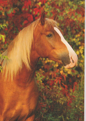Pferd horse postcard - *,