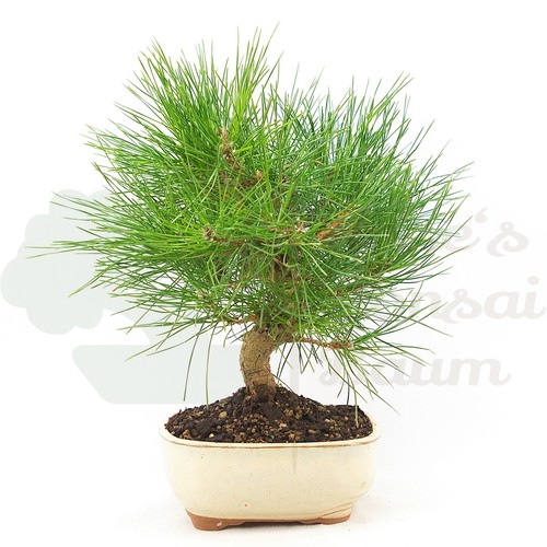 Bonsai japanische - bonsai,