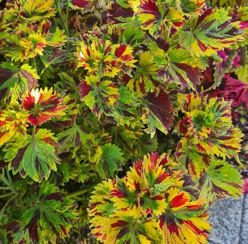 Buntnesse coleus aus - buntnesse,