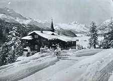 Saxifraga Silvaplana Maloja 1970s