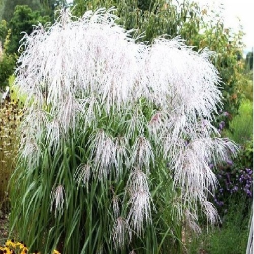 Ziergras hoch gartenpflanze - hoch,