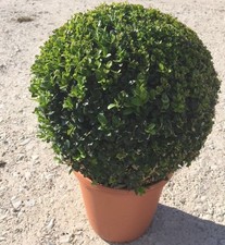 Buchsbaum Kugelform 25-30 cm Durchmesser Buxus sempervirens Kugel 23 cm Topf