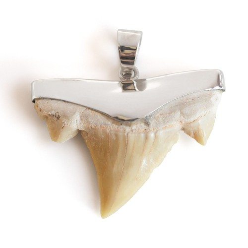 Haizahn fossil 925er silber - fossil,