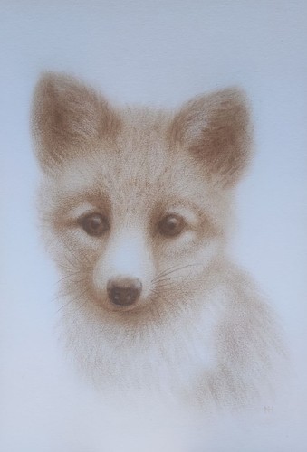 Junger fuchs original - fuchs,