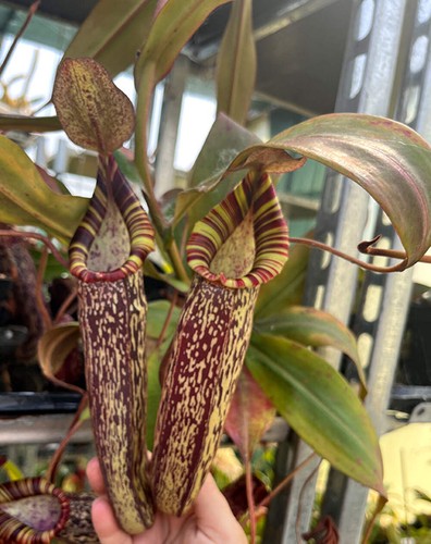 Nepenthes spectabilis bongso - nepenthes,