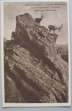 alte Postkarte aus HAMBURG Alpensteinboc Carl Hagenbeck Tierpark Stellingen 1910