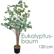 Eukalyptusbaum Eukalyptus