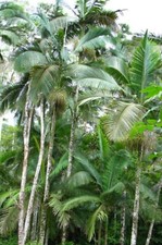 SAMEN die Herrscher Palme  Zimmerpfanze tolle immergrüne Dekopflanze Zierpalmen