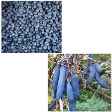 Samen Sparset Blaugurke und