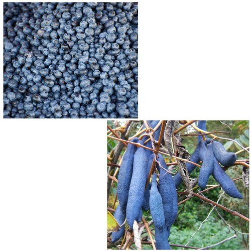 Samen sparset blaugurke - blaugurke, und