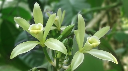 Echte vanille exotische - echte,