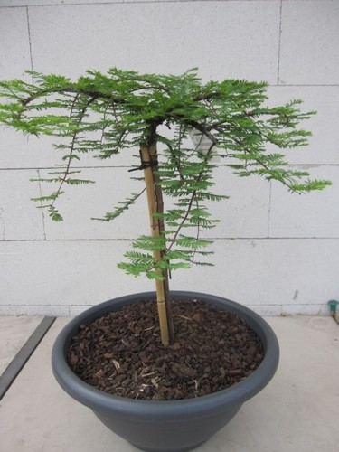 Metasequoia glyptostroboides