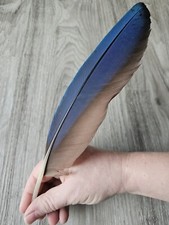 28.5 cm blaue ? Vogelfeder Papageienfeder Feder Ara Schreibfeder Rechtshänder 