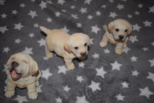 Gartenfigur retriever set - gartenfigur, 3