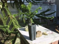 Chilenische Schmucktanne