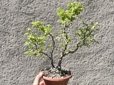 Bonsai (Shohin), Sibirische Ulme (Ulmus pumila), ca. 30 cm, Rarität, KODAMA