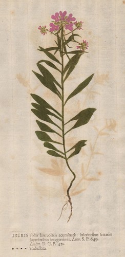 Iberis schleifenblume - iberis,