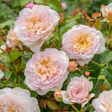 Englische Rose Emily Bronte ®