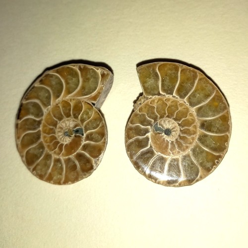 Phylloceras paar poliert - phylloceras,