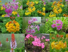 Sumpfprimel mix, Primel Mix