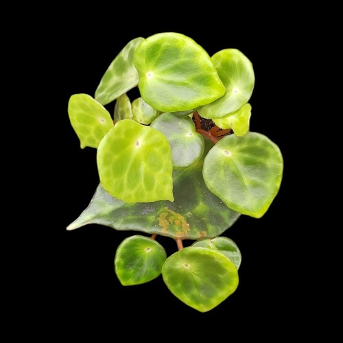 Begonia kingiana