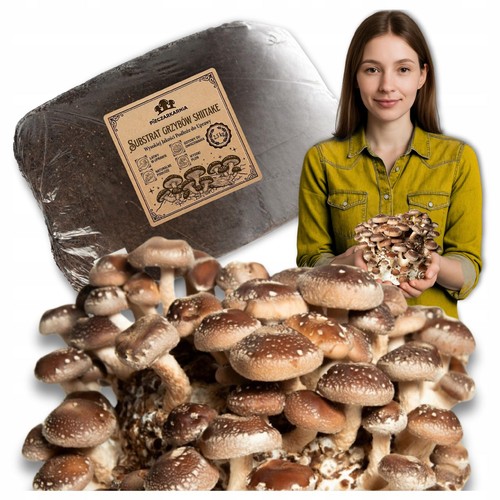 Shiitake pilzzuchtset kg - shiitake,