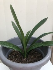 Clivia Miniata Bush Lily