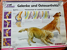 XXL-Poster "Gelenke und Arthrosen beim Hund" Veterinärmedizin 80x60  cm !!!