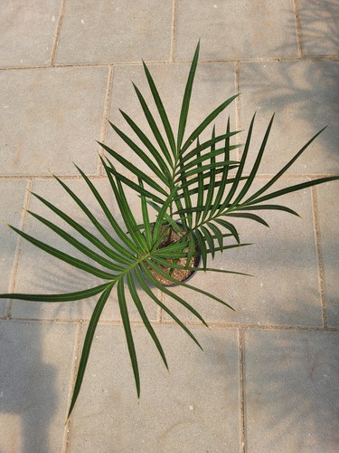 Cycas edentata palmfarn - cycas,