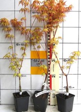 Acer palmatum "Katsura"
