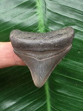 3cm solid posterior tooth - solid,