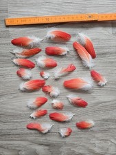 23 rote ❤ Vogelfedern
