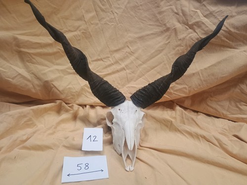 Zackelschaf gehörn hörner - zackelschaf,,
