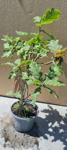 Eichen bonsai eichenbaum - ,