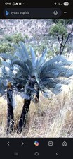 Cycas cupida, Palmfarn Blau