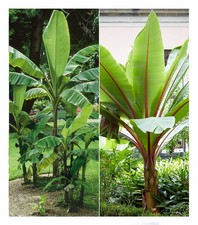 Winterharte-Bananen-Kollektion