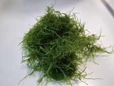 1 Liter Maxiportion Javamoos aus schneckenfreiem Aquarium, algenfrei