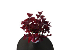 Oxalis triangularis purpurea Glücksklee 5 Rhizome