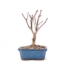 BONSAI Fächer-Ahorn 'Acer