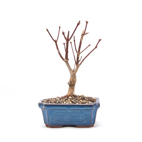 Bonsai fächer ahorn acer - fächer-ahorn, 'acer
