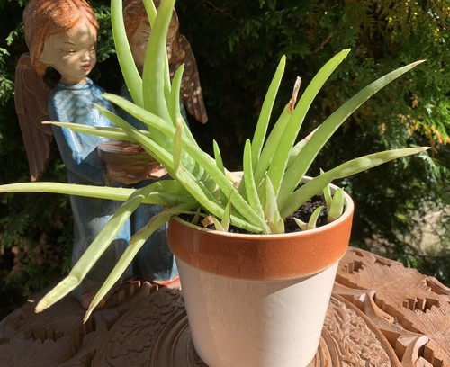 Aloe vera essbar - -essbar,