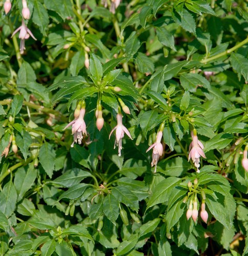 Fuchsie alba fuchsia - fuchsie,